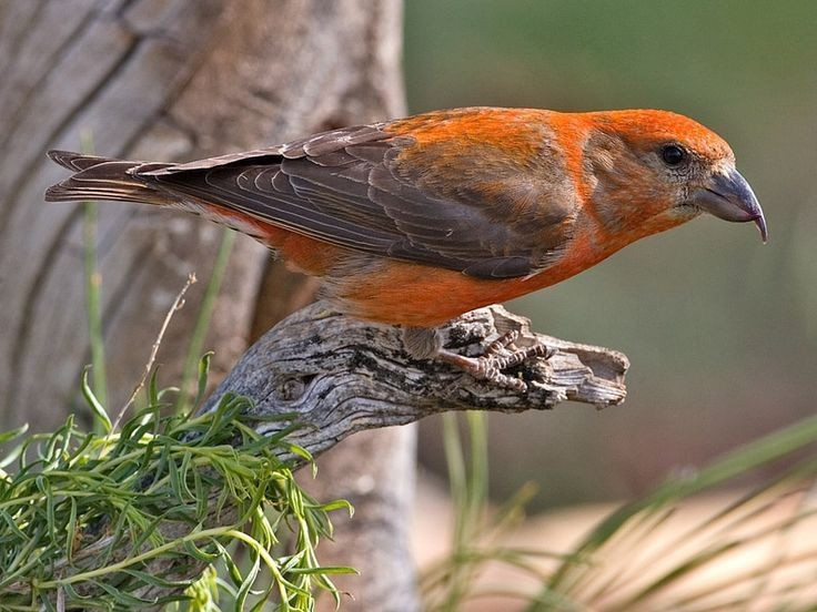  Chúng có lối sống du cư linh hoạt theo mùa. Khi nguồn hạt thông cạn kiệt, chim mỏ chéo có thể di chuyển hàng trăm kilomet để tìm khu rừng mới, tạo nên những đợt xuất hiện bất ngờ ở nhiều khu vực. Ảnh: Pinterest.