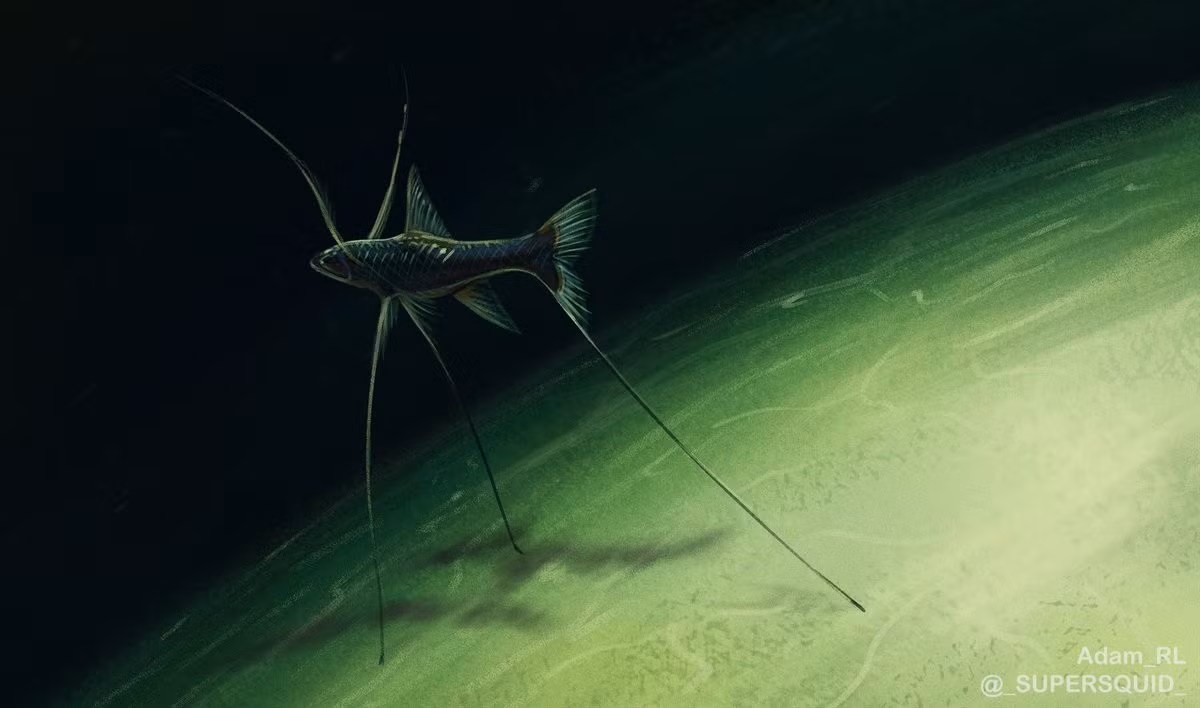  Cảm biến bằng vây dài. Các tia vây kéo dài không chỉ giúp chúng “đứng” mà còn hoạt động như cơ quan cảm giác. Khi có chuyển động nhẹ trong dòng nước, những tia vây này truyền tín hiệu về cơ thể, giúp cá phát hiện con mồi hoặc kẻ săn mồi tiềm tàng. Ảnh: twimg.com.