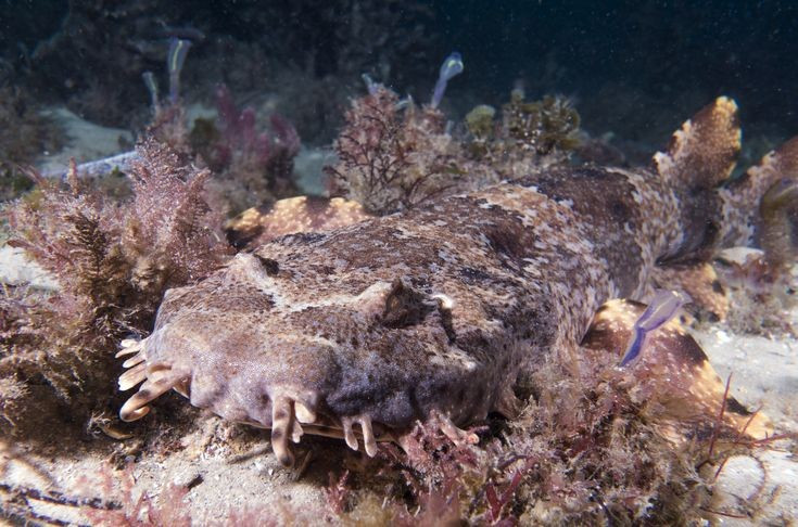  Kích thước không quá lớn so với cá mập khác. Cá mập thảm trưởng thành thường dài khoảng 1,5–1,8 mét, hiếm khi vượt quá 2 mét, khiến chúng ít khả năng gây nguy hiểm nghiêm trọng cho con người. Ảnh: Pinterest.