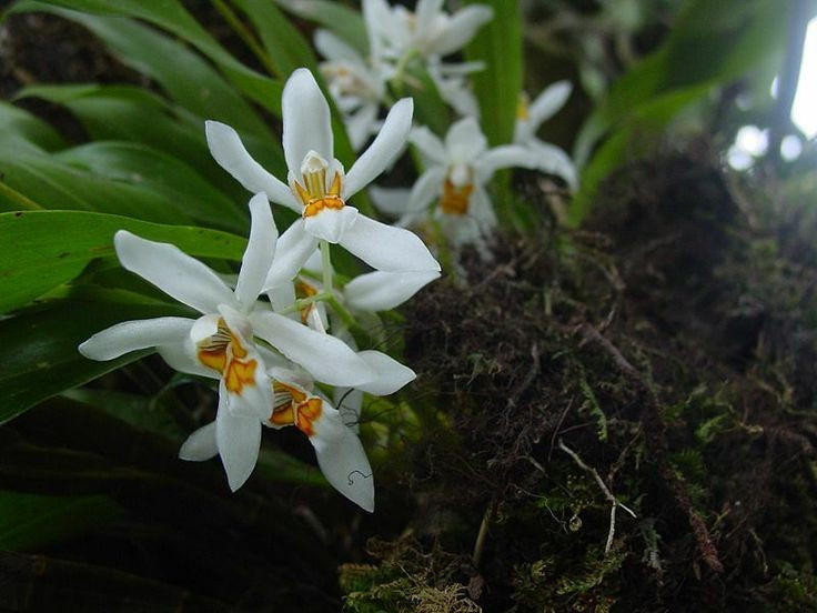  Có hình thái hoa độc đáo và phức tạp. Hoa lan thường có cấu trúc bất đối xứng, với cánh môi biến đổi đặc biệt để thu hút và dẫn hướng côn trùng thụ phấn. Mỗi loài lan gần như sở hữu một “thiết kế” hoa riêng, không loài nào giống loài nào. Ảnh: Pinterest.