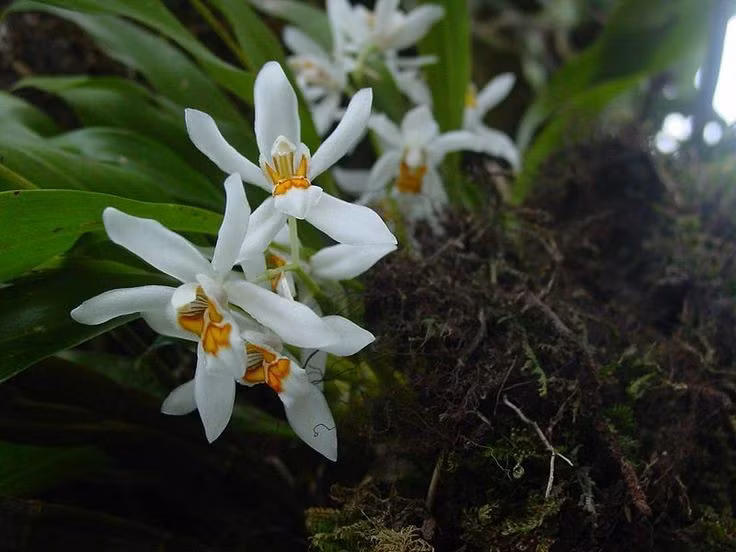  Có hình thái hoa độc đáo và phức tạp. Hoa lan thường có cấu trúc bất đối xứng, với cánh môi biến đổi đặc biệt để thu hút và dẫn hướng côn trùng thụ phấn. Mỗi loài lan gần như sở hữu một “thiết kế” hoa riêng, không loài nào giống loài nào. Ảnh: Pinterest.