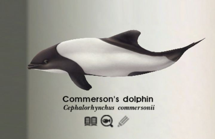  Cá heo Commerson đối mặt với nhiều mối đe dọa từ con người. Ô nhiễm biển, mắc lưới đánh cá và biến đổi khí hậu ảnh hưởng đến nguồn thức ăn đang khiến số lượng loài này suy giảm tại một số khu vực. Ảnh: Pinterest.