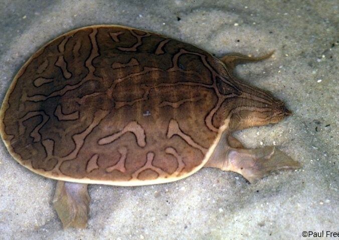  Là những “vận động viên bơi lội”. Nhờ mai mỏng và cơ thể dẹt, rùa mai mềm bơi nhanh hơn nhiều loài rùa khác. Chân của chúng có màng bơi rộng và móng sắc, giúp chúng vừa bơi nhanh vừa đào cát để ẩn nấp dưới đáy sông hồ chỉ trong vài giây. Ảnh: Pinterest.