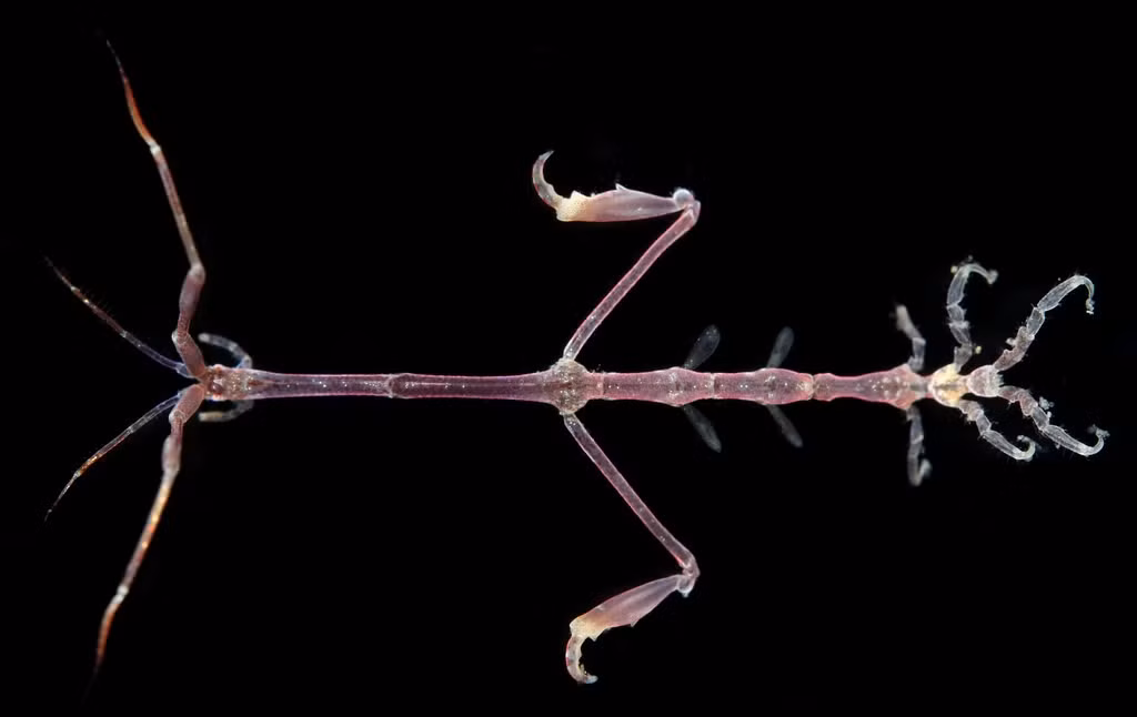  Là chỉ dấu sinh học của môi trường biển. Sự hiện diện và mật độ của Caprella acanthifera thường phản ánh tình trạng môi trường nước ven bờ, khiến chúng được các nhà khoa học quan tâm trong nghiên cứu sinh thái. Ảnh: inaturalist.