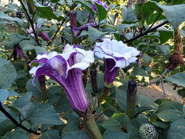  7. Hoa nở vào ban đêm. Hoa cà độc dược có màu trắng hoặc tím và thường tỏa hương vào ban đêm để thu hút côn trùng thụ phấn, tạo nên vẻ đẹp ma mị. Ảnh: Pinterest.