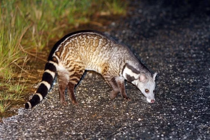  6. Loài này từng bị săn bắt nhiều vì giá trị thương mại. Trong quá khứ, cầy giông bị săn để lấy tuyến xạ và da, khiến số lượng suy giảm nghiêm trọng ở nhiều nơi, dù nay đã có biện pháp bảo vệ. Ảnh: Pinterest.
