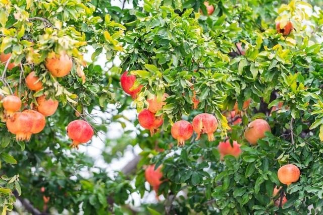 Trong phong thủy, lựu là biểu tượng của tài lộc, con cháu sum vầy và cuộc sống đủ đầy. Quả lựu có nhiều hạt, tượng trưng cho sự sinh sôi nảy nở, vì thế cây rất hợp để trồng ở trước nhà, đặc biệt với những gia đình mong cầu phúc khí dồi dào và đường con cái thuận lợi.