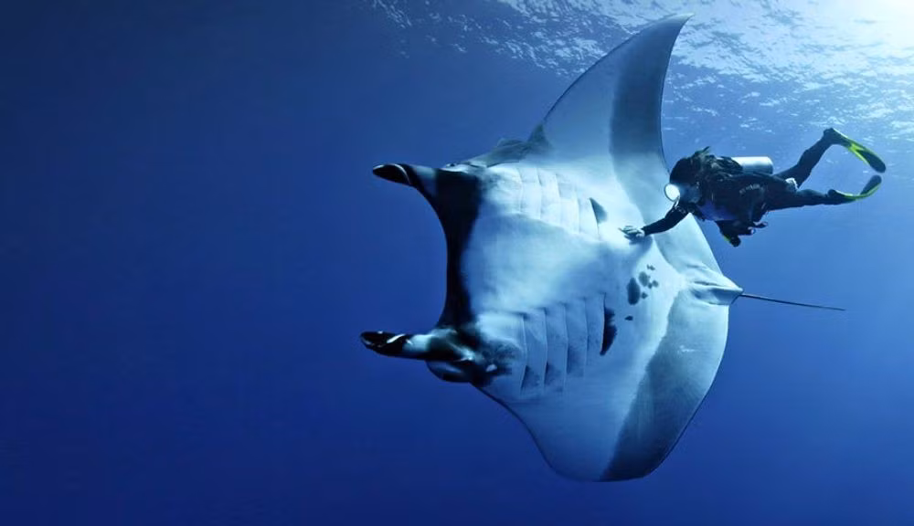  Là điểm đến lặn biển hàng đầu thế giới. Revillagigedo thu hút thợ lặn chuyên nghiệp nhờ sự hiện diện của các sinh vật khổng lồ và nước biển trong vắt. Ảnh: Pinterest.