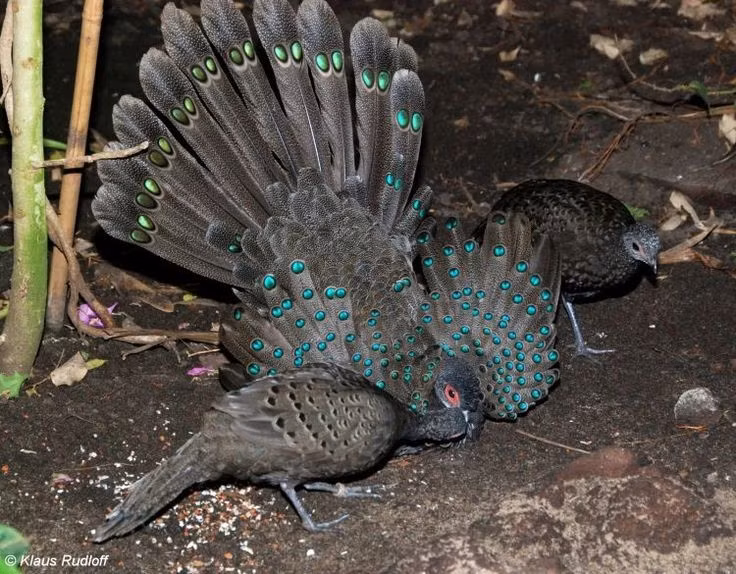  5. Tiếng kêu vang như còi báo động. Gà tiền mặt đỏ có tiếng kêu “tééé” vang vọng đặc trưng, dùng để báo động khi có kẻ thù tiếp cận hoặc để giữ liên lạc giữa các cá thể trong nhóm. Ảnh: Pinterest.