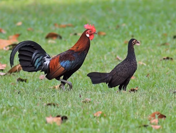  6. Là loài đa thê, trống giao phối với nhiều mái. Gà rừng trống thường có một "hậu cung" gồm nhiều gà mái, và chúng cạnh tranh quyết liệt bằng cách chiến đấu hoặc phô diễn để giành quyền sinh sản. Ảnh: Pinterest.