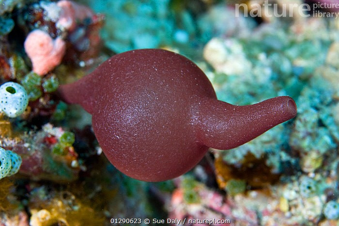  Thuộc nhóm hải miên đá vôi nguyên thủy. Chi Pericharax thuộc lớp Calcarea, tức hải miên có bộ xương cấu tạo từ các gai đá vôi (canxi cacbonat). Đây là một trong những nhóm hải miên cổ xưa nhất, xuất hiện từ rất sớm trong lịch sử tiến hóa động vật đa bào. Ảnh: naturepl.com.