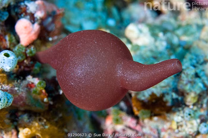  Thuộc nhóm hải miên đá vôi nguyên thủy. Chi Pericharax thuộc lớp Calcarea, tức hải miên có bộ xương cấu tạo từ các gai đá vôi (canxi cacbonat). Đây là một trong những nhóm hải miên cổ xưa nhất, xuất hiện từ rất sớm trong lịch sử tiến hóa động vật đa bào. Ảnh: naturepl.com.