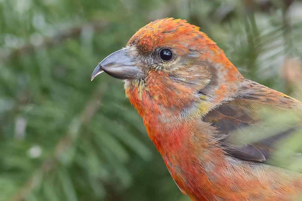  Hình dạng mỏ đặc biệt là kết quả của tiến hóa theo nguồn thức ăn. Qua hàng nghìn năm, chim mỏ chéo đã tiến hóa để khai thác hạt cây lá kim – nguồn thức ăn dồi dào nhưng khó tiếp cận, tạo nên lợi thế sinh tồn rõ rệt. Ảnh: Pinterest.