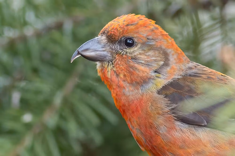  Hình dạng mỏ đặc biệt là kết quả của tiến hóa theo nguồn thức ăn. Qua hàng nghìn năm, chim mỏ chéo đã tiến hóa để khai thác hạt cây lá kim – nguồn thức ăn dồi dào nhưng khó tiếp cận, tạo nên lợi thế sinh tồn rõ rệt. Ảnh: Pinterest.