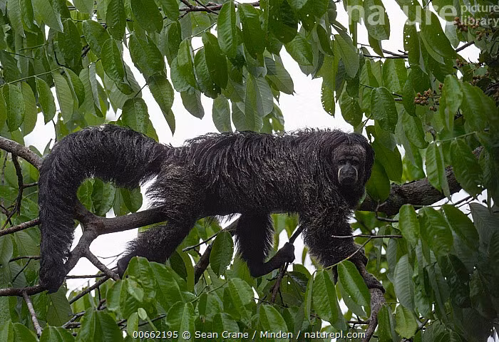  Đang chịu áp lực từ mất rừng. Mặc dù chưa thuộc nhóm cực kỳ nguy cấp, Pithecia monachus vẫn đối mặt với nguy cơ suy giảm số lượng do nạn phá rừng, khai thác gỗ và mở rộng nông nghiệp ở Amazon. Ảnh: infradoxxs.com.