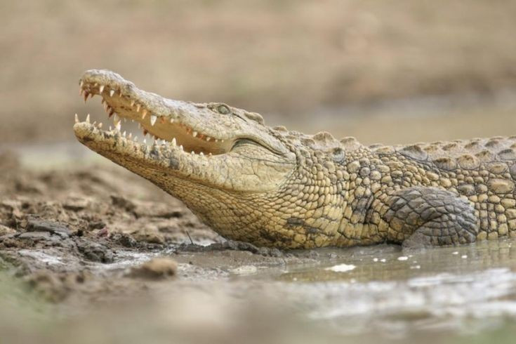 View - Hàm răng kỳ dị của loài cá sấu dài 5 mét, chỉ có ở Nam Mỹ | Báo Tri thức và Cuộc sống - TIN TỨC PHỔ BIẾN KIẾN THỨC 24H