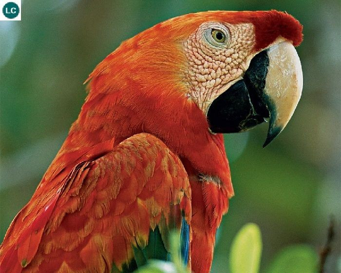  Mỏ khỏe như “kìm thép”. Chiếc mỏ lớn và cứng giúp chúng dễ dàng phá vỡ các loại hạt cứng và quả có vỏ dày. Ảnh: Pinterest.