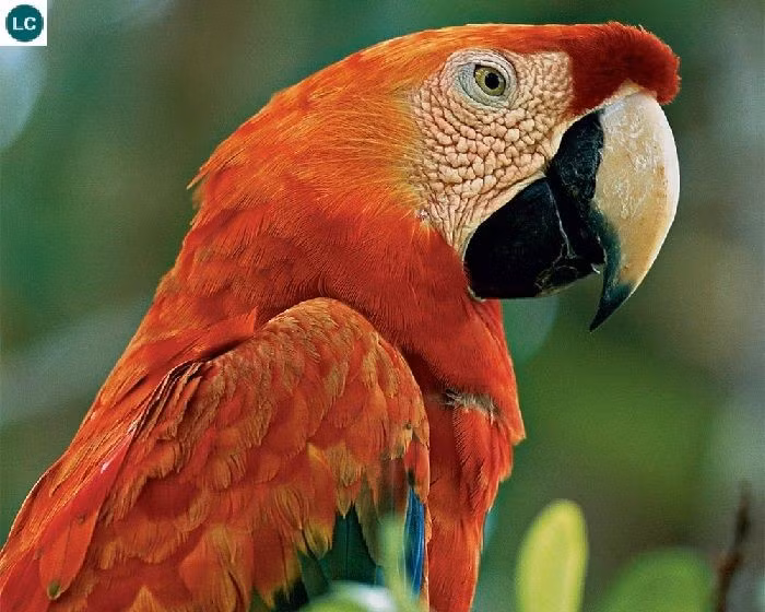  Mỏ khỏe như “kìm thép”. Chiếc mỏ lớn và cứng giúp chúng dễ dàng phá vỡ các loại hạt cứng và quả có vỏ dày. Ảnh: Pinterest.