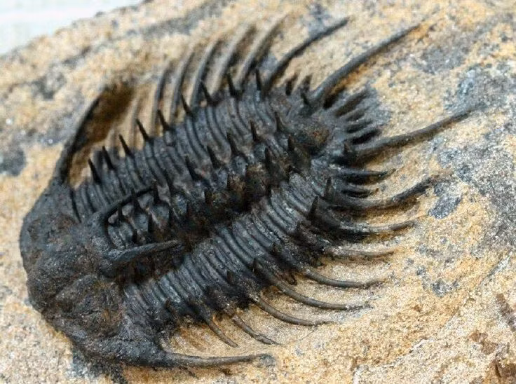  Bọ ba thùy tuyệt chủng hoàn toàn cách đây khoảng 250 triệu năm. Thảm họa tuyệt chủng Permi–Trias đã quét sạch toàn bộ lớp sinh vật này. Ảnh: Pinterest.