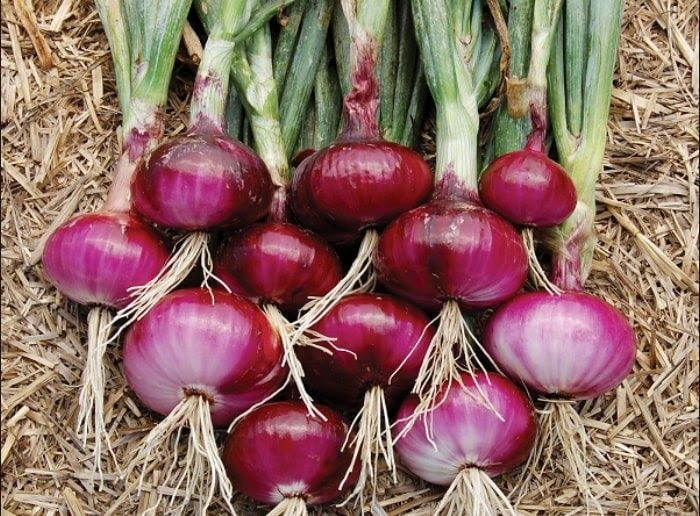  Có cấu trúc gồm nhiều lớp “vảy” dự trữ. Củ hành tây thực chất là thân rút ngắn, bao quanh bởi các lớp lá biến dạng chứa chất dinh dưỡng. Những lớp này giúp cây tích trữ năng lượng để phát triển hoa và hạt. Ảnh: Pinterest.