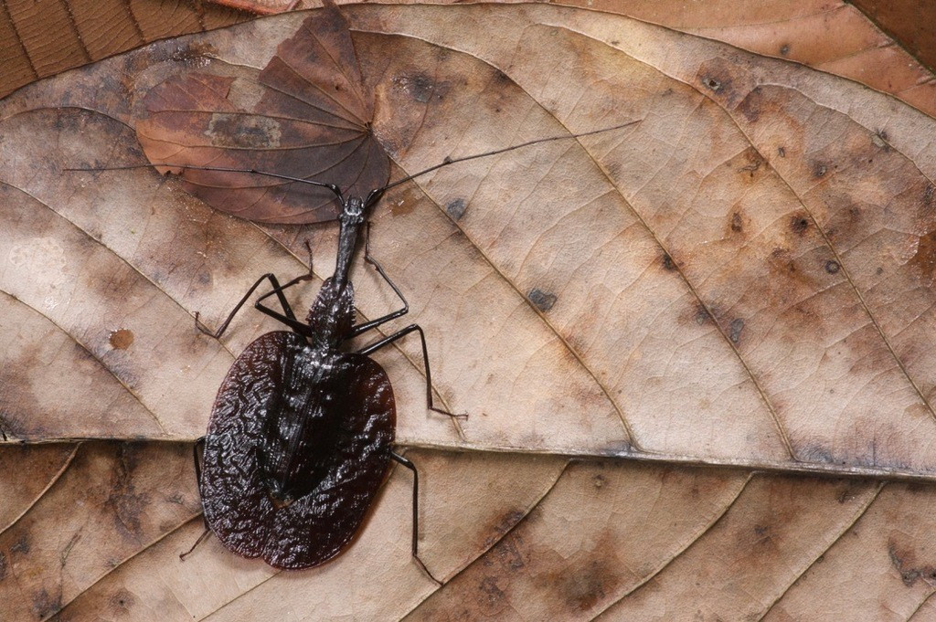 Màu sắc giúp ngụy trang tuyệt vời. Lớp vỏ ngoài của bọ thường có màu nâu sẫm hoặc đen ánh kim, giống hệt màu gỗ mục và vỏ cây già. Điều này giúp chúng hòa lẫn hoàn hảo với môi trường rừng rậm. Ảnh: inaturalist.