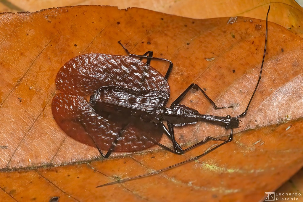 Thích nghi hoàn hảo với đời sống dưới vỏ cây. Cơ thể mỏng và dẹt cho phép bọ vĩ cầm dễ dàng chui vào các khe hẹp dưới vỏ cây hoặc giữa các lớp gỗ mục. Đây là nơi chúng trú ẩn, săn mồi và tránh kẻ thù hiệu quả. Ảnh: inaturalist.