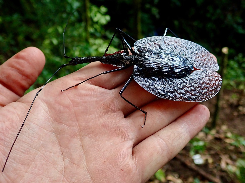 Phân bố hạn chế ở rừng mưa Đông Nam Á. Bọ vĩ cầm chủ yếu sinh sống tại các khu rừng nhiệt đới ẩm của Malaysia, Thái Lan, Myanmar và bán đảo Mã Lai. Chúng gần như không xuất hiện ngoài môi trường rừng rậm nguyên sinh. Ảnh: inaturalist.