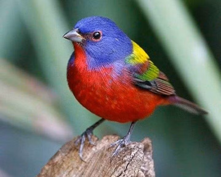  Từng bị săn bắt quá mức vì màu lông đẹp. Trong quá khứ, chim sẻ hoa bị bắt làm chim cảnh, khiến quần thể suy giảm nghiêm trọng ở một số khu vực. Ảnh: Pinterest.