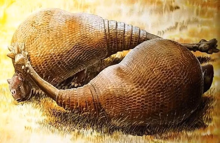  5. Đuôi như chùy sắt. Đuôi Doedicurus kết thúc bằng một cấu trúc xương to và nặng, có thể dùng để tấn công kẻ săn mồi hoặc đối thủ cùng loài. Ảnh: Pinterest.