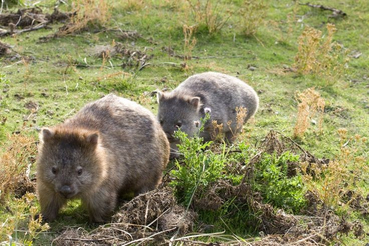  Có thể chạy rất nhanh khi bị đe dọa. Dù thường di chuyển chậm, gấu túi mũi trần có thể đạt vận tốc tới 40 km/h trong quãng ngắn. Ảnh: Pinterest.