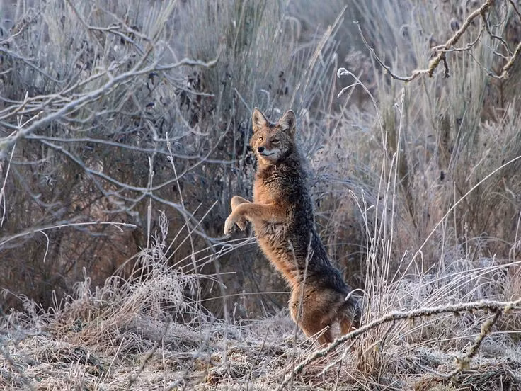  Thông minh và biết ‘tính toán’. Chúng có thể phối hợp theo nhóm để đánh lạc hướng con mồi, thậm chí sử dụng chiến thuật dụ dỗ nhằm bẫy những loài động vật nhỏ hơn. Ảnh: Pinterest.