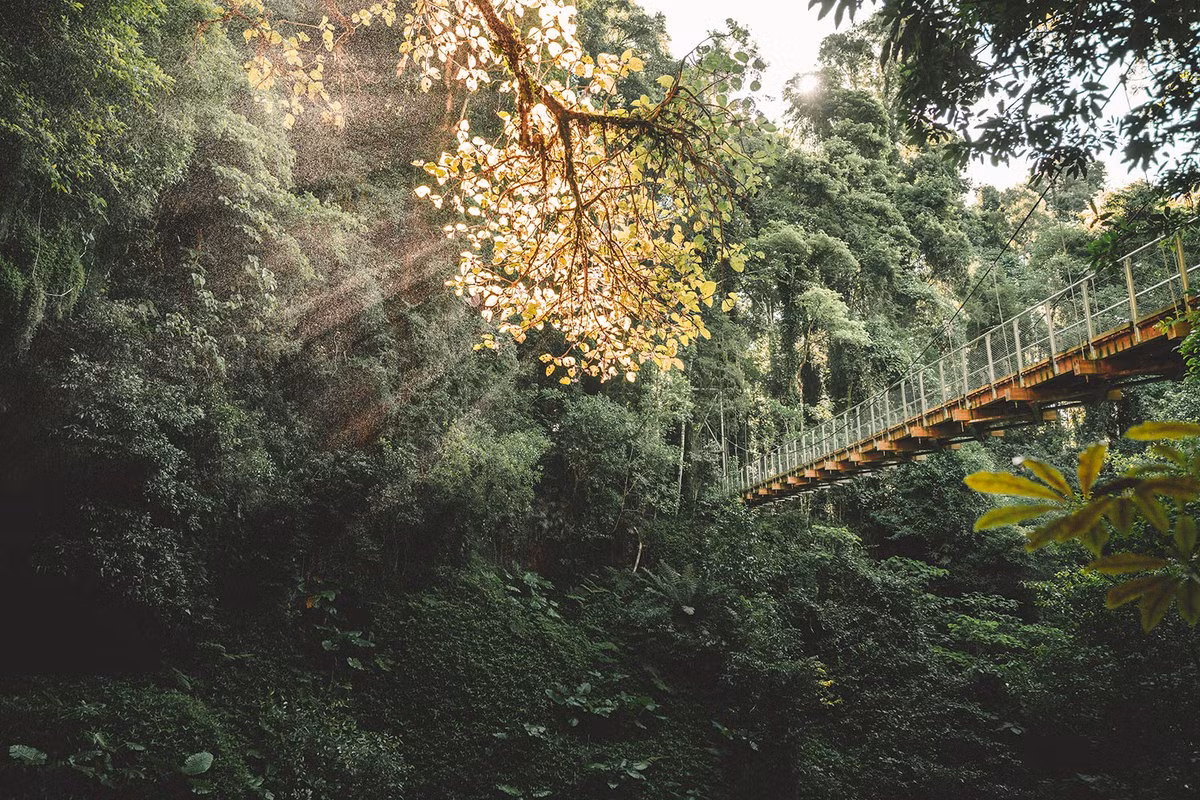  Sở hữu hệ thực vật cổ đại hiếm gặp. Nhiều loài cây tại đây, như thông Wollemi hay dương xỉ cổ, gần như không thay đổi qua hàng chục triệu năm, mang lại giá trị khoa học đặc biệt cho ngành sinh học tiến hóa. Ảnh: nationalparks.nsw.gov.au.