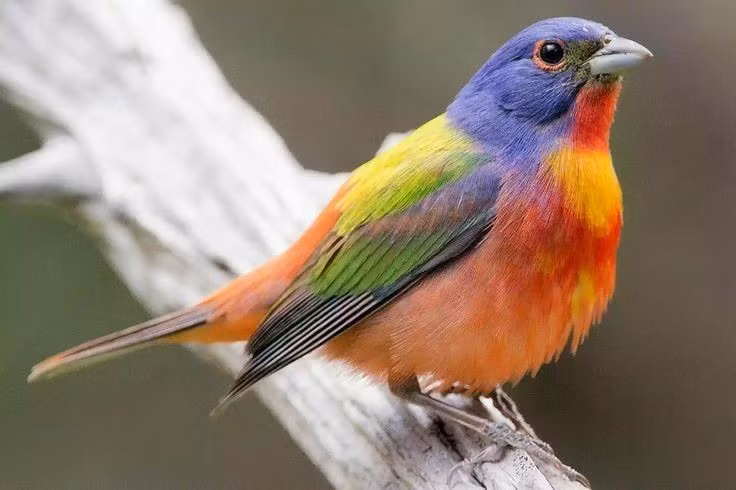  Chế độ ăn thay đổi theo thời gian trong năm. Vào mùa sinh sản, chúng ăn nhiều côn trùng để bổ sung đạm, còn mùa khác chủ yếu ăn hạt và quả nhỏ. Ảnh: Pinterest.