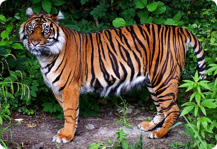  6. Cần rừng nguyên sinh rộng lớn để sinh tồn. Hổ Đông Dương phụ thuộc vào các khu rừng lớn, nguyên vẹn, ít bị tác động bởi con người để có đủ mồi và môi trường sinh sản phù hợp. Ảnh: Pinterest.