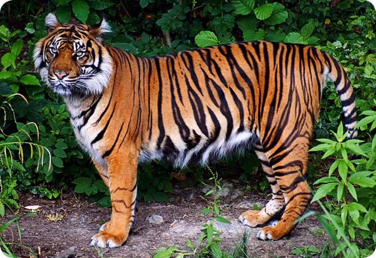  6. Cần rừng nguyên sinh rộng lớn để sinh tồn. Hổ Đông Dương phụ thuộc vào các khu rừng lớn, nguyên vẹn, ít bị tác động bởi con người để có đủ mồi và môi trường sinh sản phù hợp. Ảnh: Pinterest.