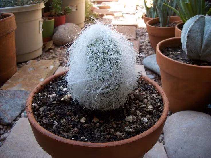  Được trồng làm cây cảnh phổ biến trên thế giới. Nhờ hình dáng lạ mắt, chúng trở thành biểu tượng vui tươi của các bộ sưu tập cây sa mạc. Ảnh: Pinterest.