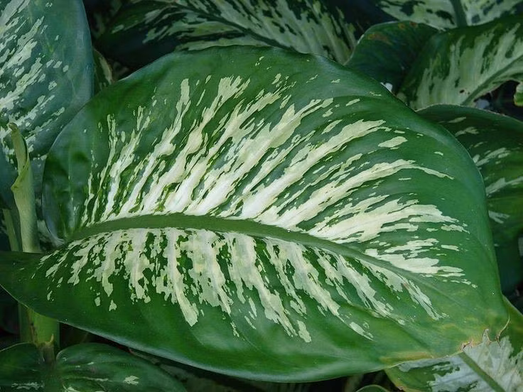  Lá lớn với hoa văn loang độc đáo. Lá cây có nền xanh đậm xen các mảng trắng, vàng hoặc xanh nhạt, tạo nên vẻ đẹp nổi bật và sang trọng trong không gian nội thất. Ảnh: Pinterest.
