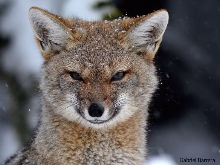  Được bảo vệ tại Chile. Tại Chile, loài cáo này nằm trong danh mục được bảo vệ để tránh săn bắt quá mức và suy giảm quần thể. Ảnh: Pinterest.