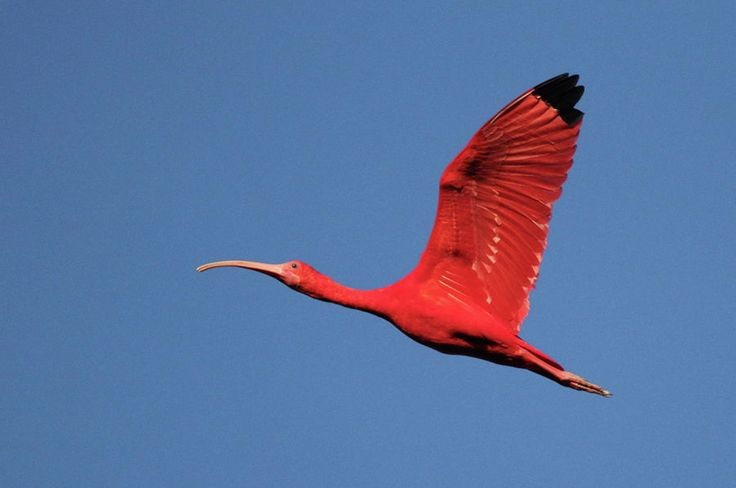  Là biểu tượng sinh thái vùng Caribe. Cò quăm đỏ xuất hiện phổ biến ở phía Bắc của Nam Mỹ và Caribe. Đây là quốc điểu của Trinidad và Tobago, gắn liền với bản sắc văn hóa địa phương. Ảnh: Pinterest.