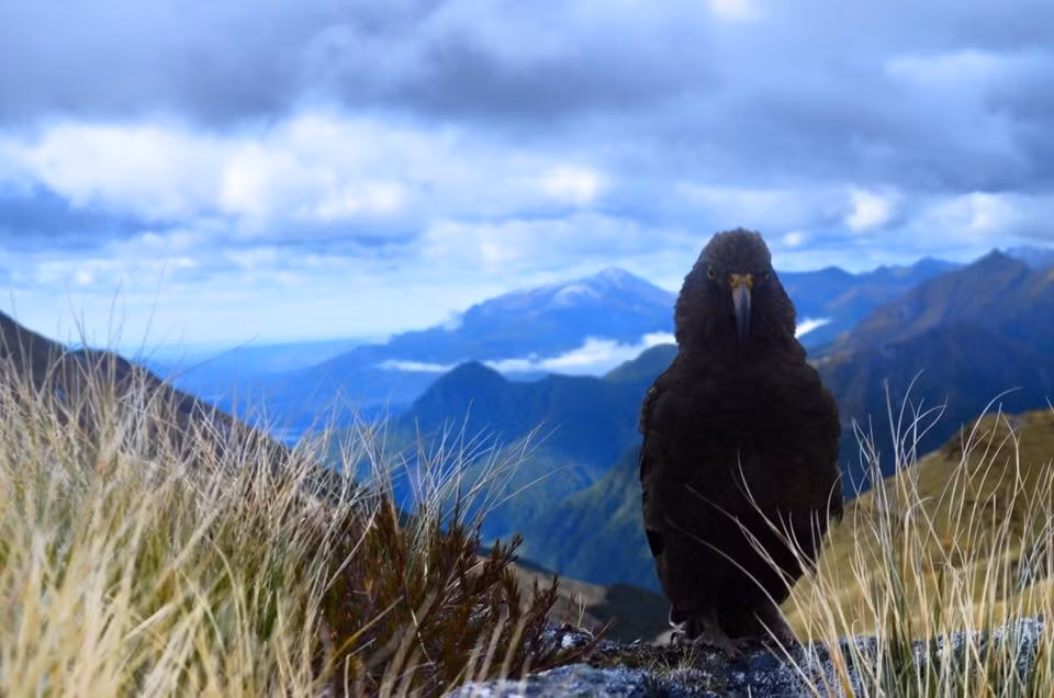  Hệ động vật thời tiền sử. Nhiều loài bò sát, chim không bay và côn trùng ở Te Wahipounamu vẫn giữ đặc điểm cổ xưa, được coi là “hóa thạch sống”. Ảnh: squarespace-cdn.com.