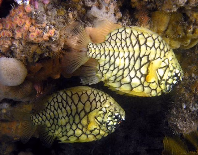  Sống ở độ sâu lớn và môi trường tối. Loài cá này thường được phát hiện ở độ sâu từ 200 đến hơn 1.000 mét, nơi ánh sáng gần như không còn và nhiệt độ rất thấp. Ảnh: Pinterest.