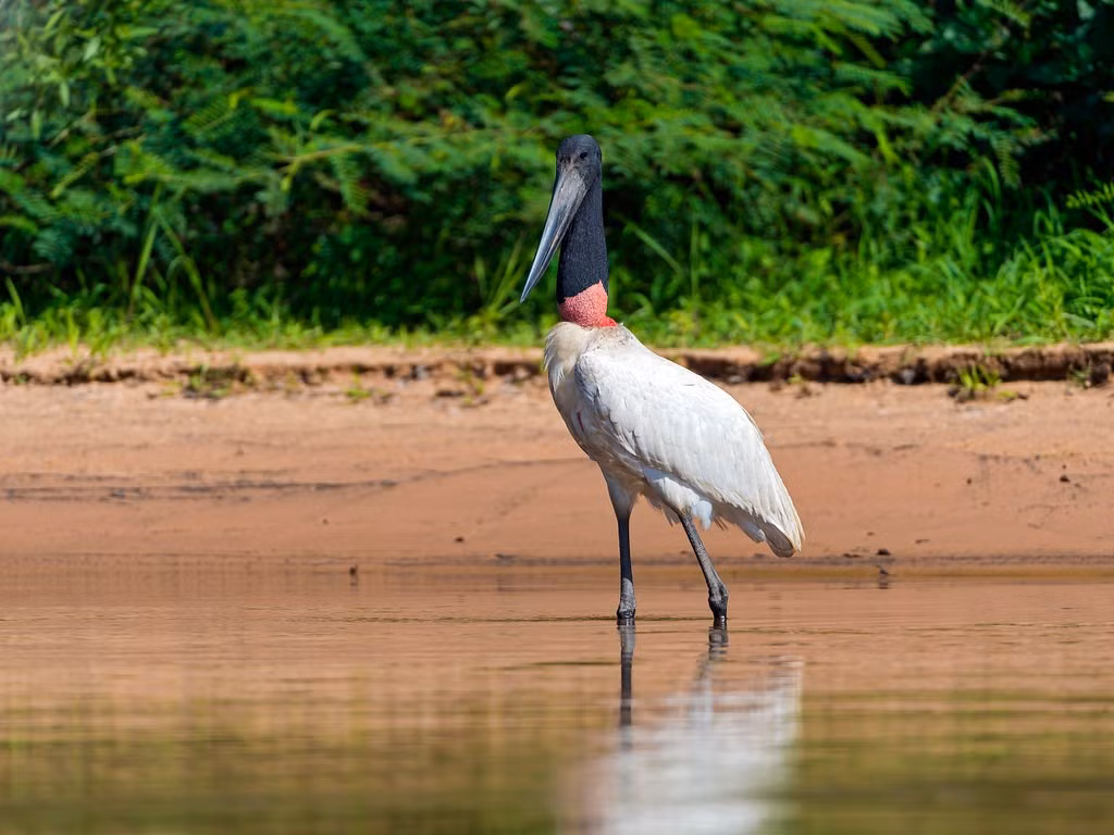  Tổ khổng lồ trên cây cao. Cò cổ cong xây tổ bằng cành cây lớn trên những cây cao, đôi khi có đường kính lên tới hơn một mét và được sử dụng lại qua nhiều mùa sinh sản. Ảnh: Flickr.
