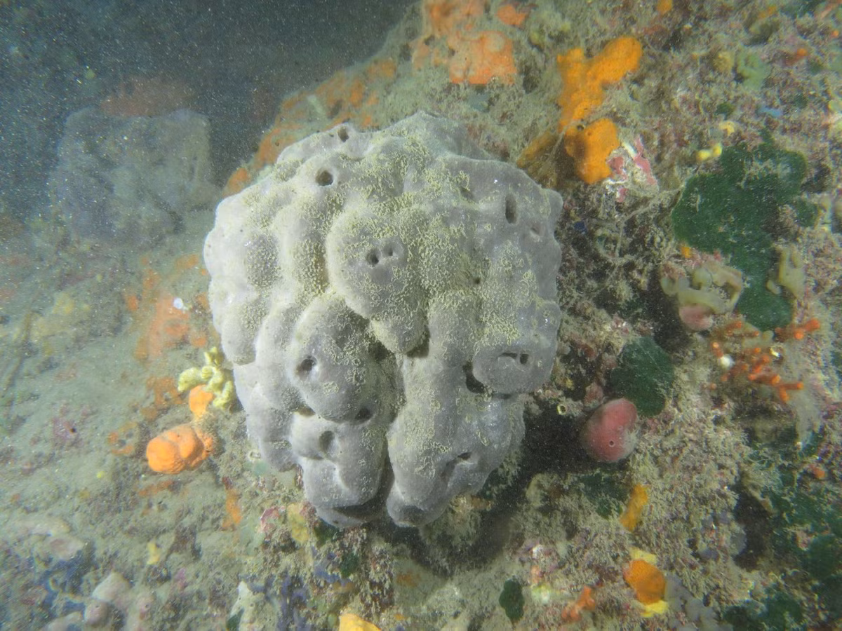  Cấu trúc xốp độc đáo. Cơ thể của chúng gồm mạng lưới sợi protein linh hoạt tạo nên độ đàn hồi và khả năng giữ nước. Ảnh: inaturalist.