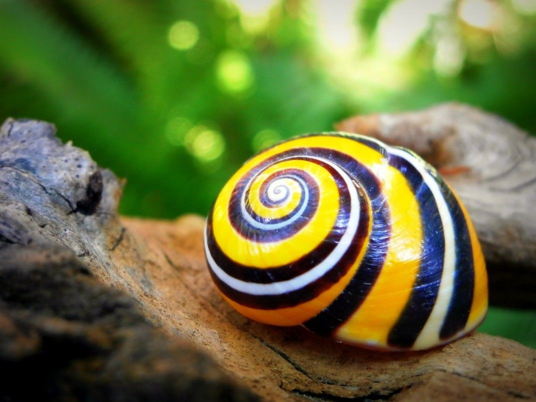  Được pháp luật bảo vệ nghiêm ngặt. Chính phủ Cuba đã ban hành luật cấm thu thập, mua bán và xuất khẩu loài ốc sên này, coi đây là một phần di sản sinh học quốc gia cần được bảo tồn. Ảnh: Pinterest.