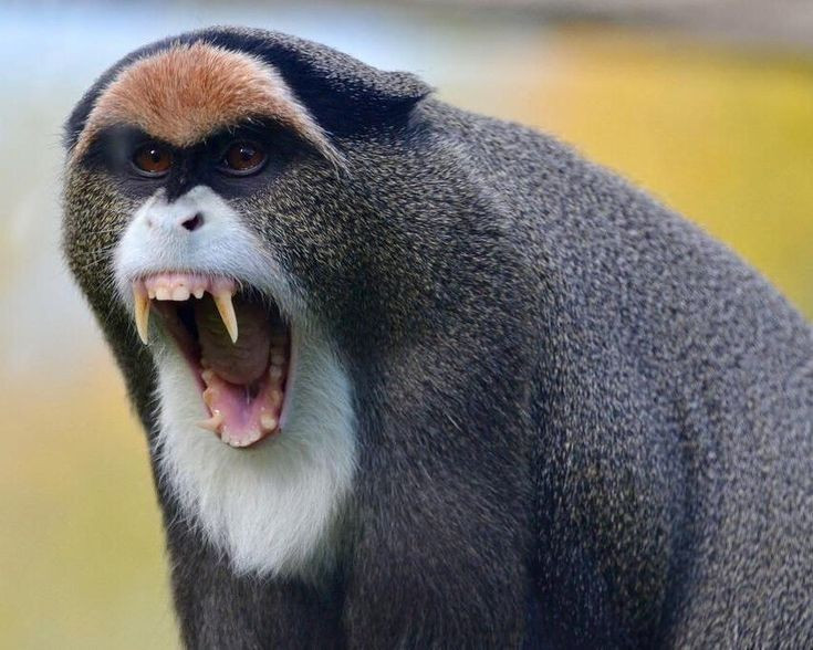  Đặc điểm râu trắng nổi bật. Khỉ râu trắng có chòm lông trắng dài quanh mũi và miệng, nhìn như bộ râu của một cụ ông, rất dễ nhận diện. Ảnh: Pinterest.