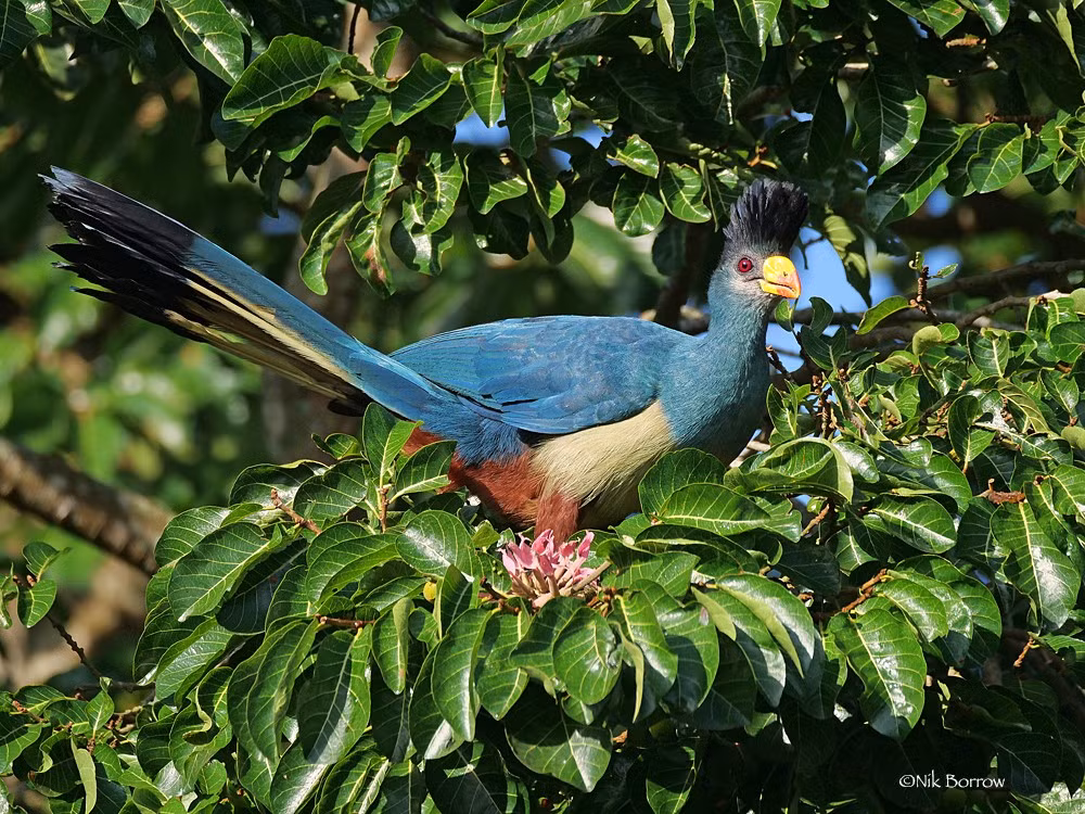  Tiếng kêu trầm và vang xa. Khác với nhiều loài chim rừng có tiếng hót cao, chim tiêu quyên xanh lớn phát ra âm thanh trầm, khàn và vang xa, thường được mô tả như tiếng “ầm ầm” vọng trong rừng sâu. Ảnh: inaturalist.