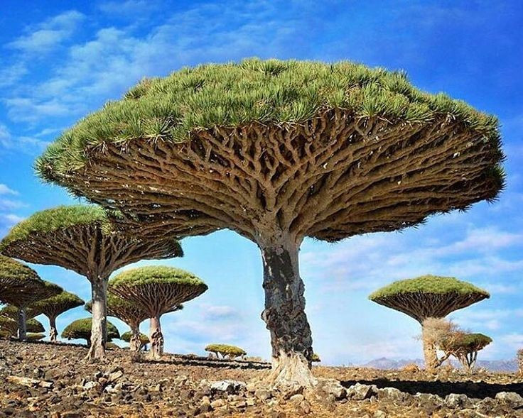  Nổi tiếng với cây huyết rồng hình chiếc ô. Biểu tượng của Socotra là cây huyết rồng (Dracaena cinnabari) có tán rộng như chiếc ô lộn ngược. Nhựa đỏ của cây từng được dùng làm thuốc nhuộm và dược liệu cổ truyền. Ảnh: Pinterest.