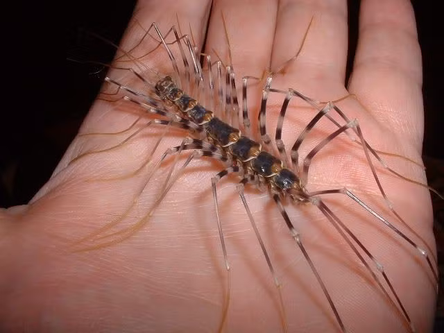  Sự xuất hiện của rết nhà phản ánh môi trường sống ẩm và nhiều côn trùng. Việc Scutigera coleoptrata xuất hiện trong nhà thường cho thấy nơi đó có độ ẩm cao và nguồn thức ăn dồi dào, chứ không hẳn là dấu hiệu vệ sinh kém. Ảnh: Pinterest.