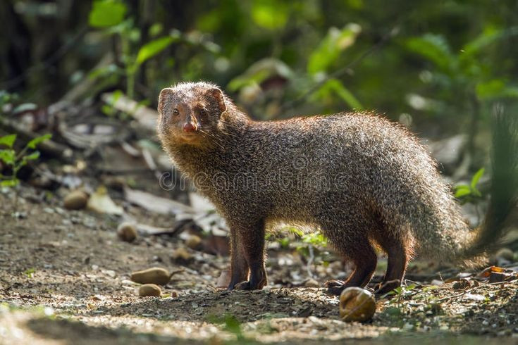  Lối sống xã hội phong phú. Một số loài cầy lỏn, như cầy mangut lùn, sống theo bầy đàn chặt chẽ với sự phân công nhiệm vụ rõ ràng. Chúng có “người gác” chuyên cảnh giới nguy hiểm trong khi các cá thể khác kiếm ăn, thể hiện mức độ hợp tác cao hiếm thấy ở thú nhỏ. Ảnh: Pinterest.