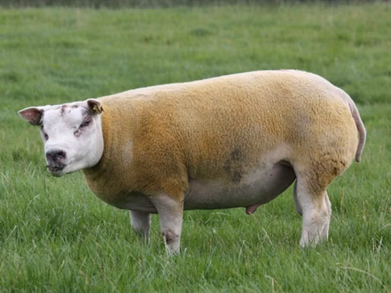 Cừu Beltex là một giống cừu nhà có nguồn gốc từ Bỉ. Tên gọi của chúng là một từ ghép giữa từ Bỉ (Belgium) và giống cừu Texel, một cái tên vừa phản ánh nguồn gốc của loài vừa rất ý nghĩa.